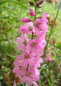 Sidalcea cusickii